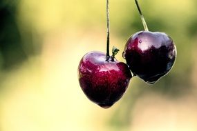 dark red cherries with water drops