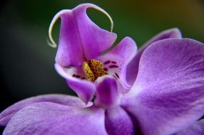 purple orchid bud close up