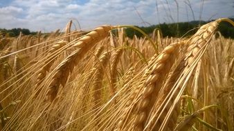 golden wheat in field at summer, ears close up