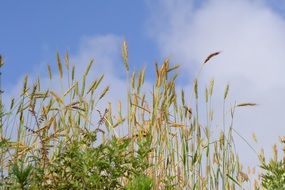 wheat spikes on field at sky