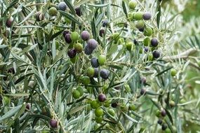 olives on the tree close up