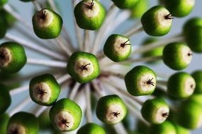 japanese berries close up