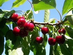 Red Cherry Ripe