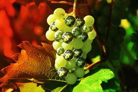appetizing Grapes