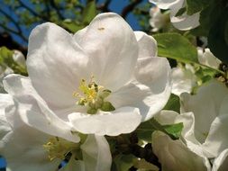 apple blossom