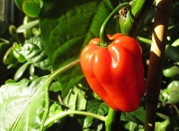 red tasty paprika on branch