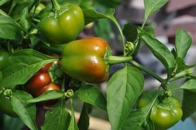 bell pepper Plant on Garden bed