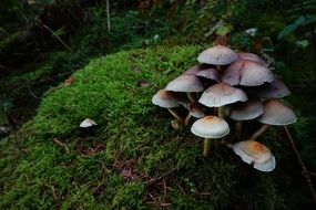 bunch of mushrooms on green grass