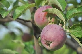 appetizing fresh Apple