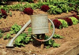 watering the garden from a watering can