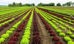 salad cultivation
