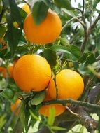 organic oranges on the tree