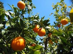 sweet oranges on the tree