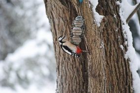 Picture of Woodpecker on a wood