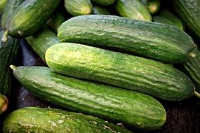 long green and fresh cucumbers