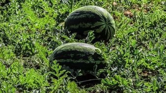two huge watermelons grow in the garden