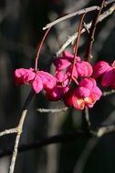 Spindle Pink Berries