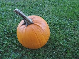 Pumpkin in autumn