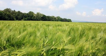 barley field in summer