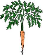 Carrot with leaves, drawing