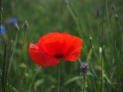 beautiful red poppy flower