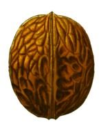 painted walnut
