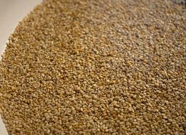 Sesame Seeds, background