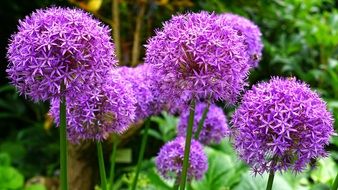 colorful Pink Flowers Nature