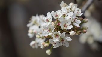 Spring White Plum Blooms