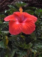red hibiscus flower