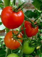 large tomatoes on a branch on a bush
