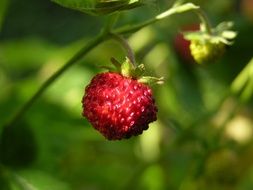 forest strawberries in the summer forest