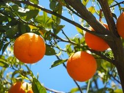 sweet oranges on the tree in summer