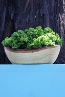 Green Kale in Bowl outdoor