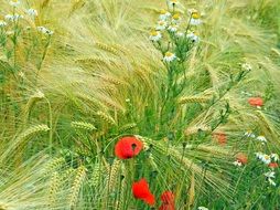 Poppies and daisies in green cereals field