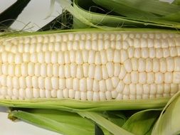 Close-up of the white corn cob with the leaves