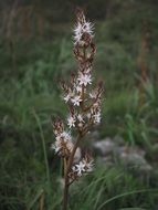 asphodelus flower
