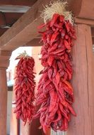 Chilli peppers as a colorful decoration in New Mexico