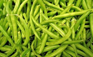 pile of Green Beans, background