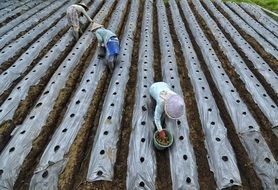 people harvest potatoes on the field in indonesia