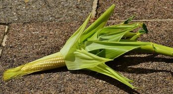 open corncob on asphalt