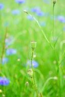 Poppy green bud