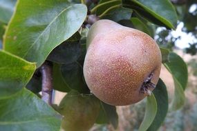 pear on a fruit tree close-up