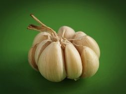 fresh isolated Garlic