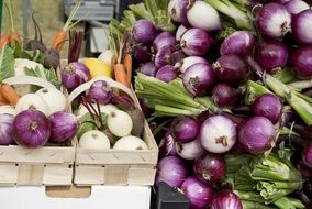 colorful fresh onions for sale