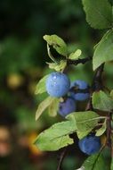 closeup view of blueberries on a bush in July