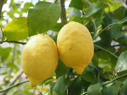 two lemons on the branch close-up on blurred background