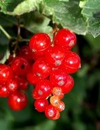 red currant on a bush close-up