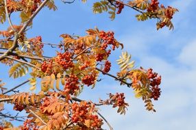 red Rowan and the Golden foliage