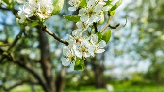 Flowers on the apple tree
